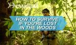 How to Survive If You're Lost in the Woods