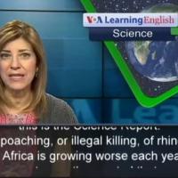 Killing of rhinos in South Africa increases in 2014